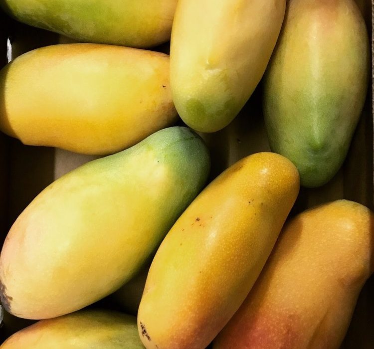 Mango Palooza!!