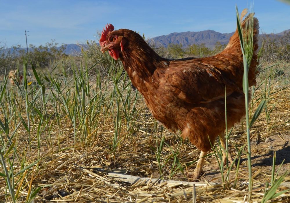The Meaning of True Egg-cellence