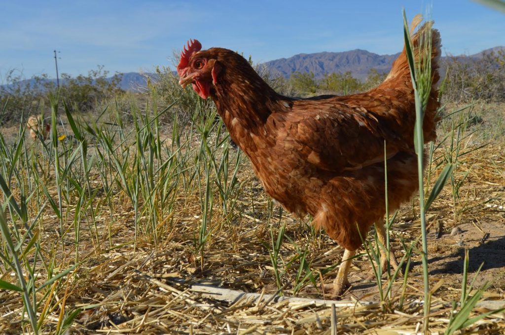Thomas Farm Chicken
